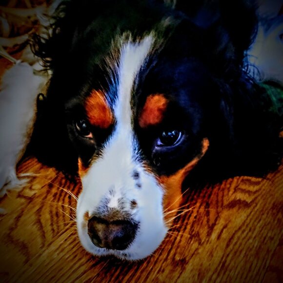 Meet your Posher, Carolinr - Picture 1 of 1